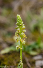 Wild orchid, Man orchid, Orchis anthropophora, Aceras anthropophorum, Andalusia, Southern Spain.