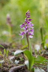 Southern Early Purple Orchid, Orchis olbiensis, Andalusia, Southern Spain.