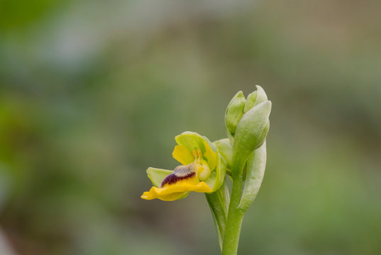 Yellow bee orchid, Ophrys lutea, Andalusia, Southern Spain.