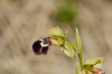 Sombre Bee-orchid, Ophrys fusca subsp. dyris, Andalusia, Southern Spain