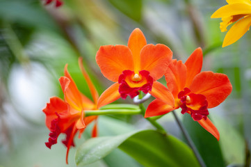 Obraz na płótnie Canvas Orange Cattleya orchid on a green natural background