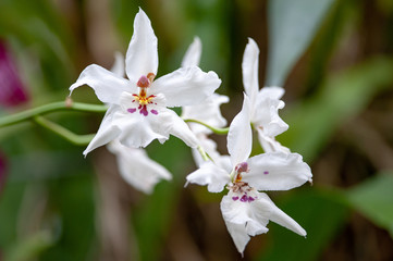 White Odontoglossum orchid on a green natural background © salparadis