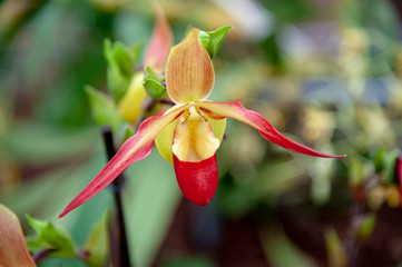 Naklejka na ściany i meble Phragmipedium hybrid orchid on a colorful background