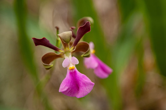 Encyclia cordigera orchid on a natural background