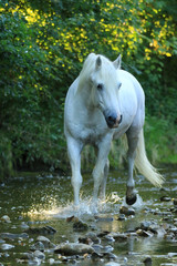Schimmel schlendert durch einen Bach