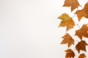 autumn maple leaves frame background with copy space for text