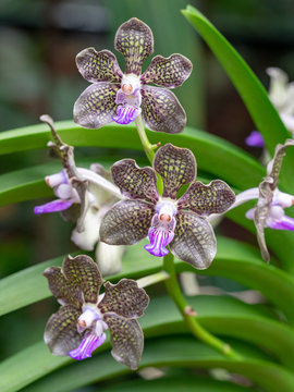 Papilionanda Mimi Palmer in the Singapore botanic gardens