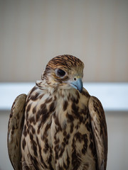 Arabian Falcon bird of prey on display 