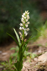 Narrow-leaved Helleborine or Sword-leaved Helleborine, Cephalanthera longifolia, Andalusia, Spain.