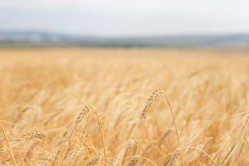 Wheat field. Ears of golden wheat closeup
