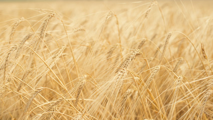 Wheat field. Ears of golden wheat closeup