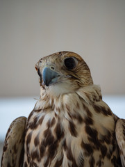Arabian Falcon bird of prey on display 