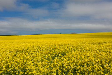 Obraz premium Rapeseed Fields near Whitby