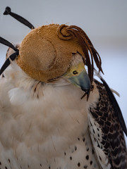 Arabian Falcon bird of prey on display 