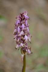 Giant orchid, Barlia robertiana, Himantoglossum robertianum, Andalusia, Spain.