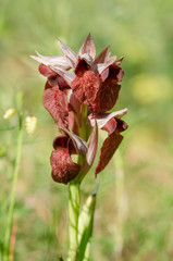 Heart-flowered serapias, Serapias cordigera, wild orchid, Andalusia, Spain.