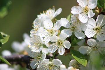 Apple Blossoms 