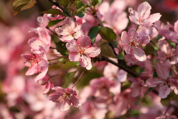 Fototapeta na wymiar Pink Spring Blossoms 