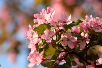 Spring Blooming Tree 