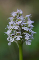 Conical orchid, Orchis conica, wild orchid in Andalusia, Southern Spain