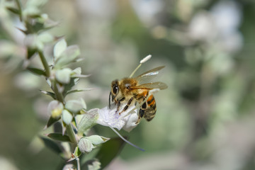 Honey bee on a white sage saliva plant.