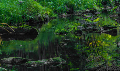 Fototapeta na wymiar Green Skrivan creek in Krusne mountains in summer nice sunny day