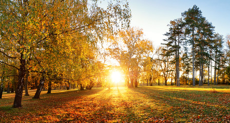 Trees with multicolored leaves on the grass in the park. Maple foliage in sunny autumn. Sunlight in early morning in forest - obrazy, fototapety, plakaty