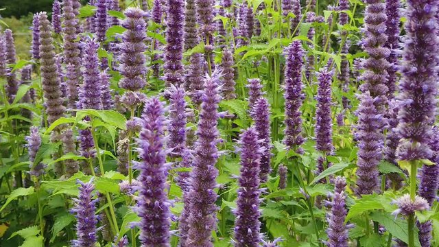 Agastache rugosa, the Korean mint. Also known as wrinkled giant hyssop, purple giant hyssop, Indian mint, blue licorice, huo xiang and Chinese patchouli.