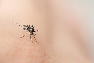 Close up mosquito sucking blood from human skin .
