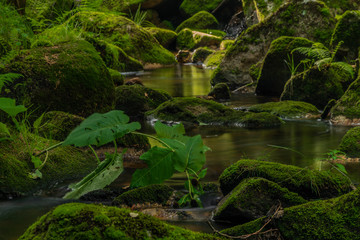 Color Skrivan creek in Krusne mountains in summer nice sunny day