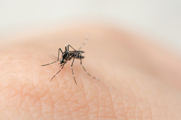 Close up mosquito sucking blood from human skin .