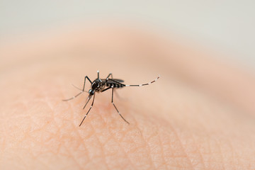 Close up mosquito sucking blood from human skin .