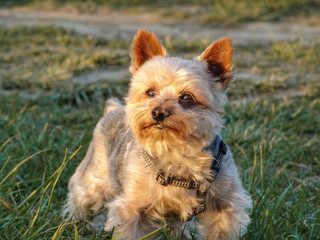 Yorkshire Terrier in nature