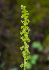 Gennaria diphylla, Two-leaved, Two leaved Gennaria orchid, Andalusia, Spain