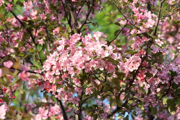 Pink Blossoms on a Tree