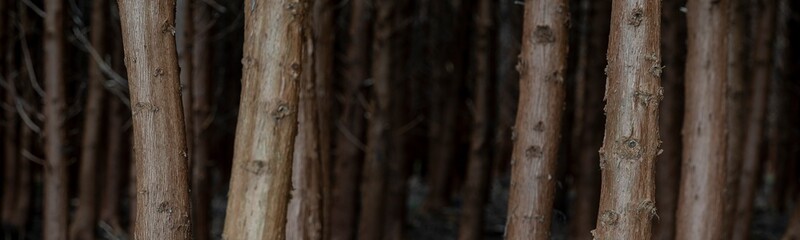 Dark mysterious forest scenery at the black forest on Ilha Terceira Island on the Azores
