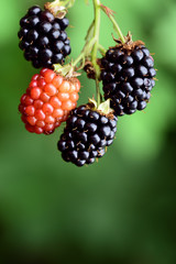 Closeup view of an isolated dark ripe blackberry in front of green background in summer