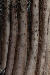 Dark mysterious forest scenery at the black forest on Ilha Terceira Island on the Azores