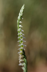 Autumn lades-tresses, spiranthes spiralis, wild orchid, Flowering in Autumn, Andalusia, Spain.