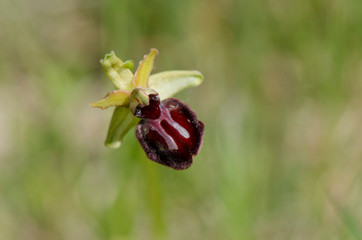 Early Spider-orchid, Ophrys sphegodes, Ophrys incubacea, Pyrenees, Spain.