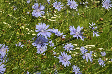 Blossom chicory (Cichorium intybus)