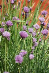 Chive Flowers
