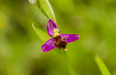 Almaraz bee orchid, Ophrys apifera var almaracensis, endemic wild orchid, Caceres, Spain.
