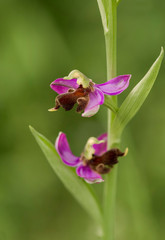 Almaraz bee orchid, Ophrys apifera var almaracensis, endemic wild orchid, Caceres, Spain.