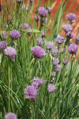 Chives in Garden 