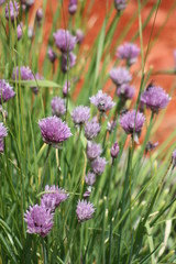 Blooming Chives 