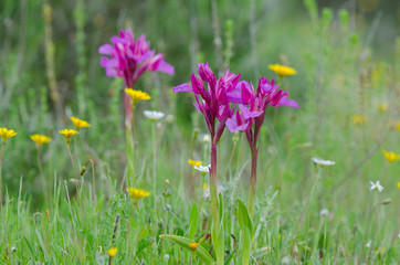 Fototapeta premium Pink Butterfly Orchid, Orchis papilionacea, Andalusia, Spain