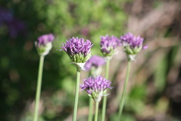 New Blooms Chives 