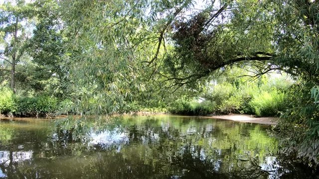 Auwald am Flussufer, Sandbank am Main bei Niedernberg, Bayern