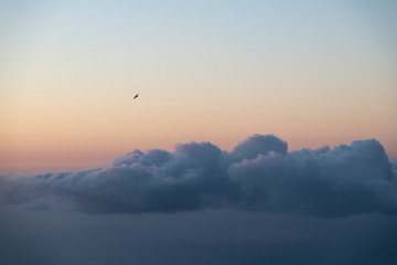 scenic image of a gull flying above a layer of clouds haging over the sea after sunset with a pink sky